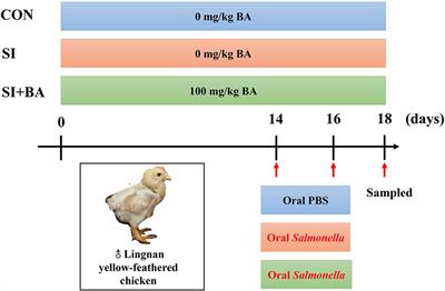 Transcriptome and proteome profile of jejunum in chickens challenged with Salmonella Typhimurium revealed the effects of dietary bilberry anthocyanin on immune function